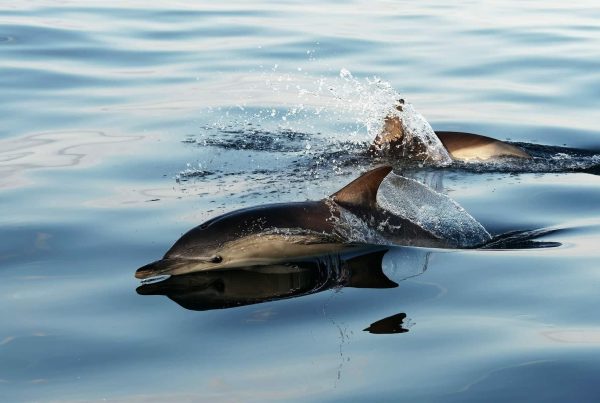 Observer les dauphins en voilier sur la côte d'Azur